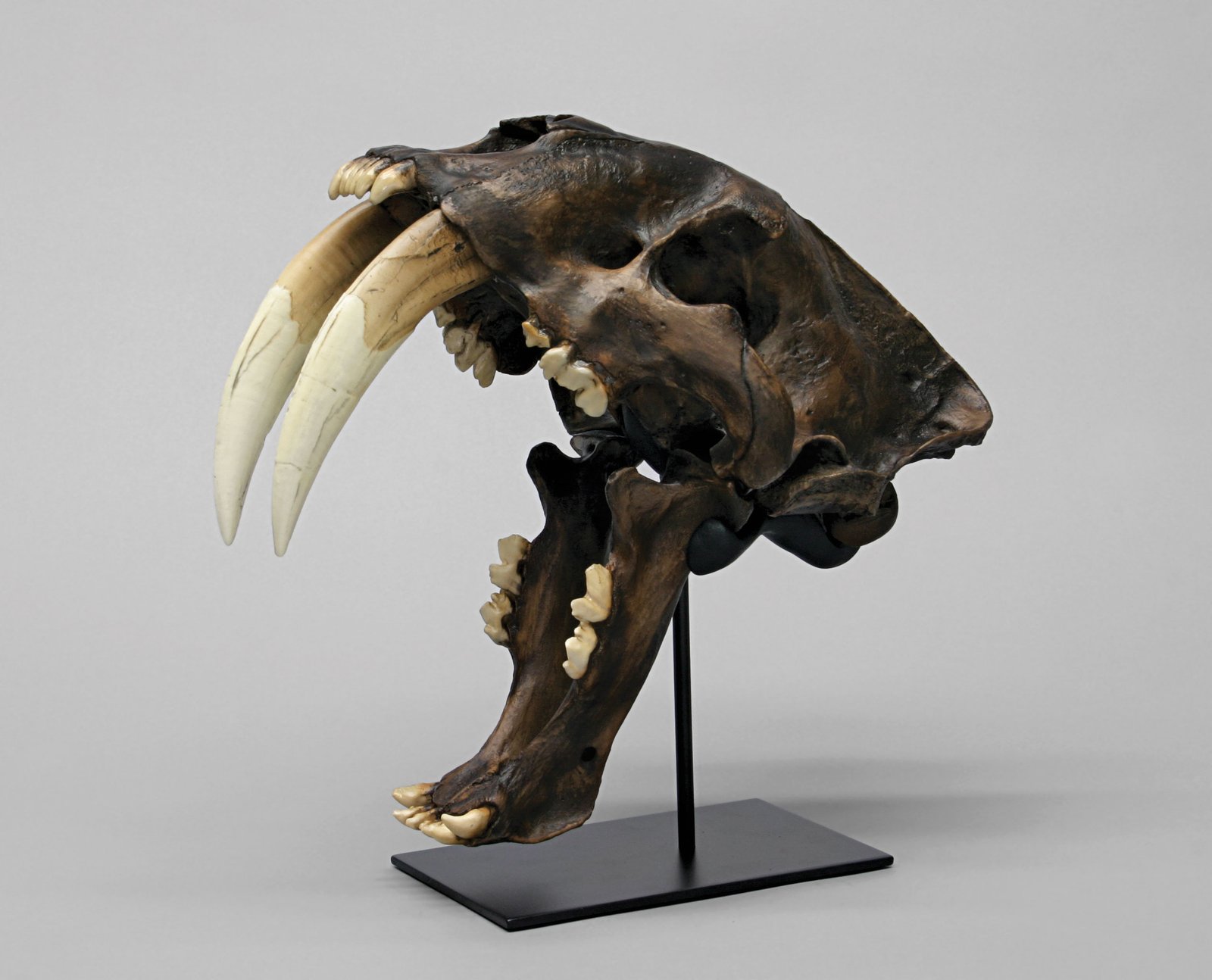 What Bones Reveal About Health (image credits: wikimedia)