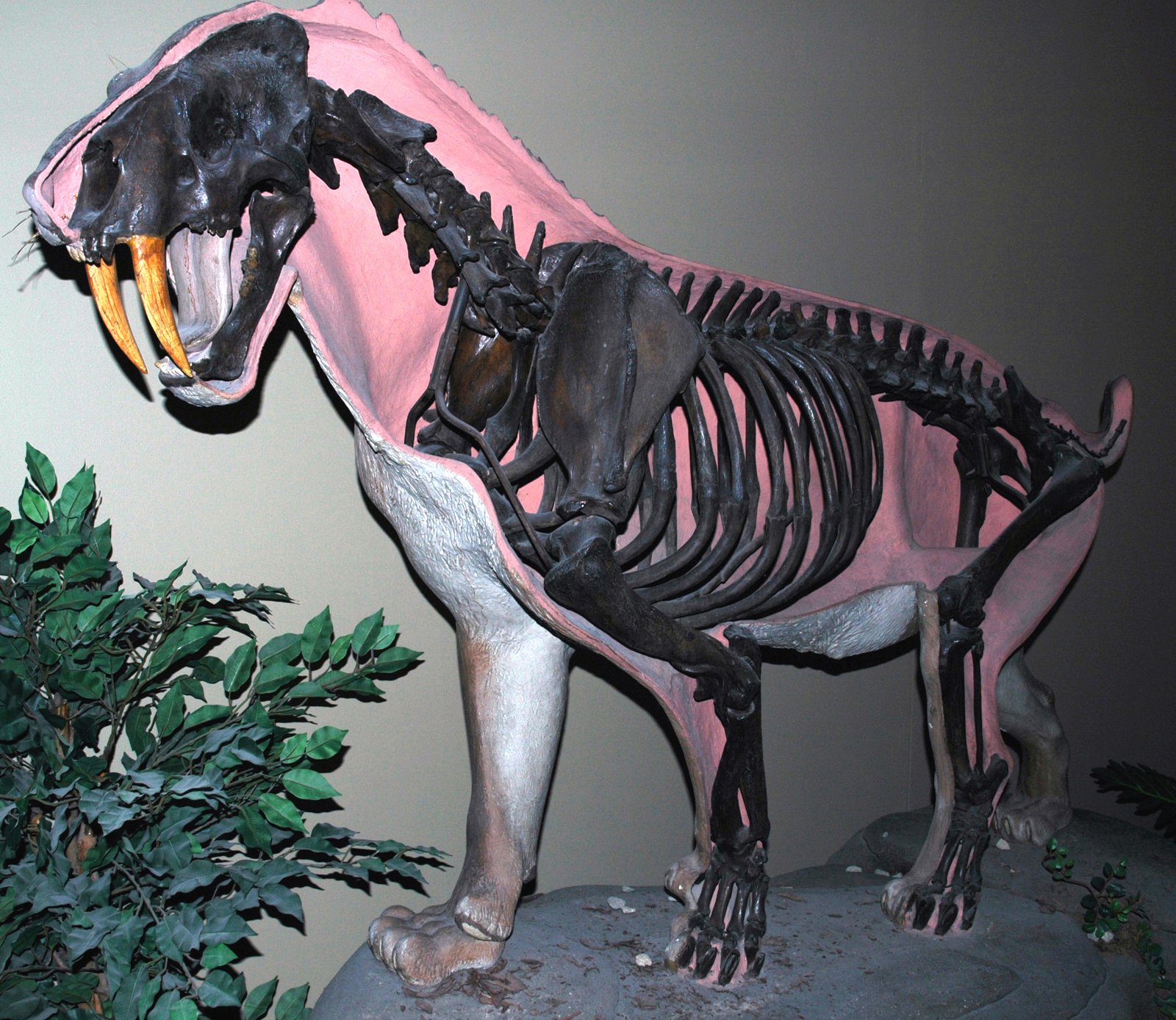 More Than Just Predators (image credits: wikimedia)