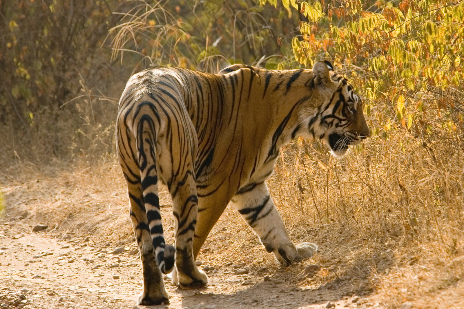 The Legacy in DNA (image credits: wikimedia)