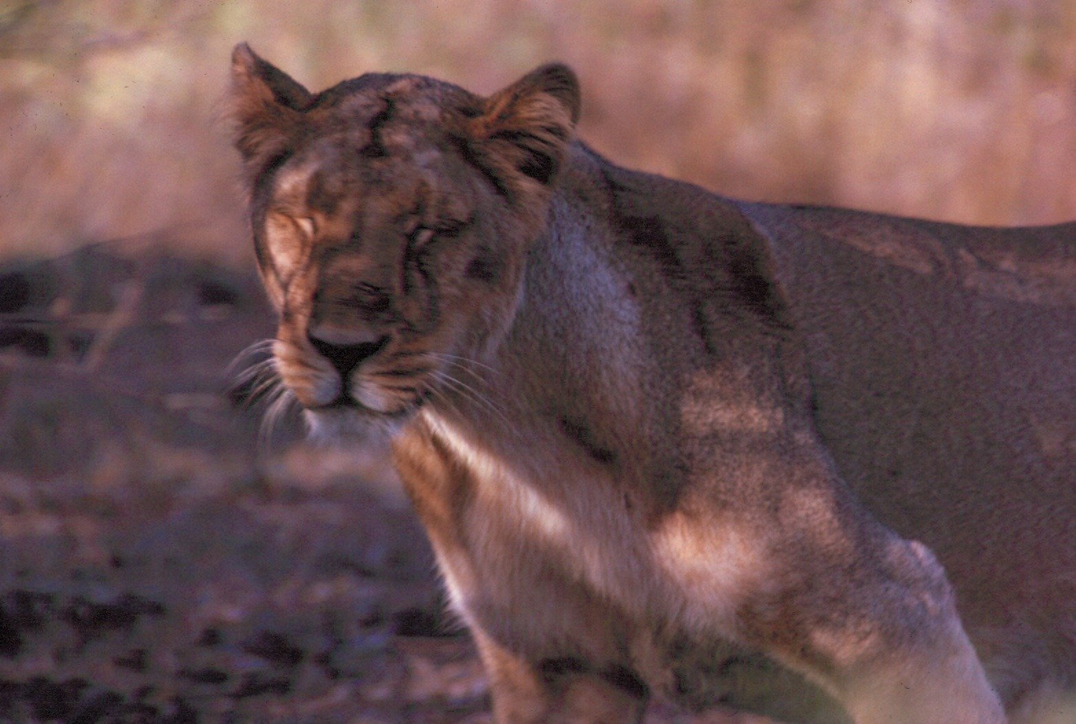 A Cat Built for Shadows (image credits: wikimedia)