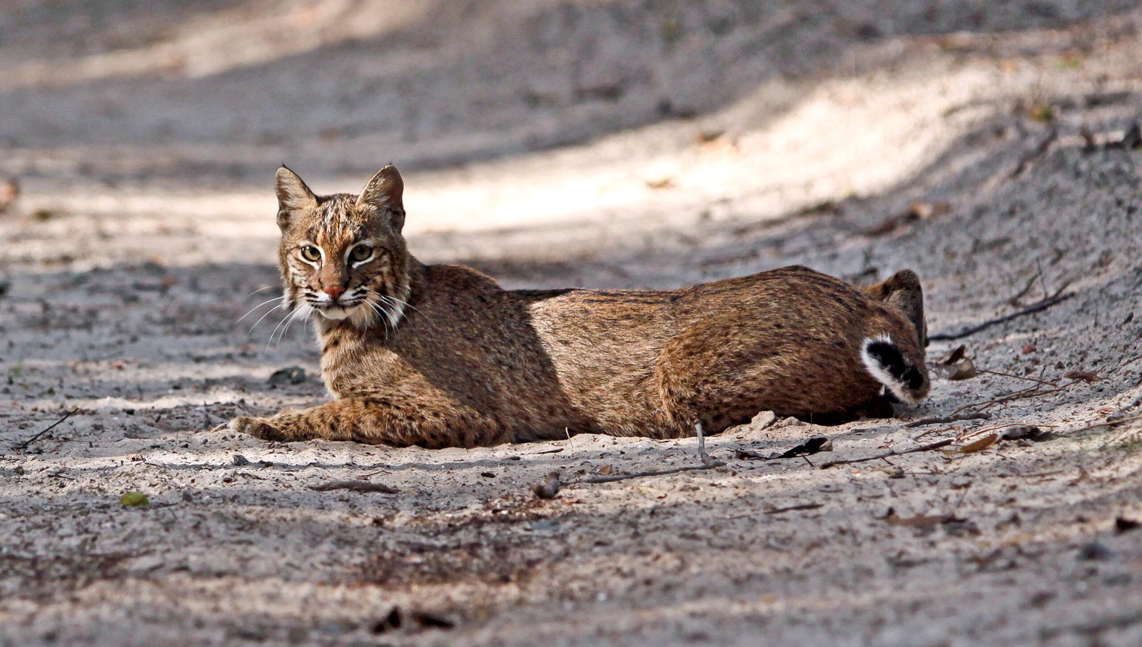 The Art of Ambush (image credits: wikimedia)