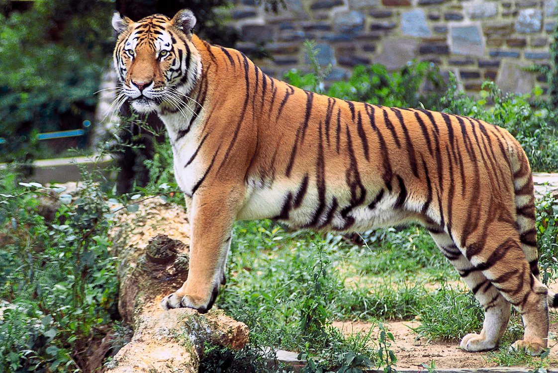Why We’re Drawn to Felines (image credits: wikimedia)