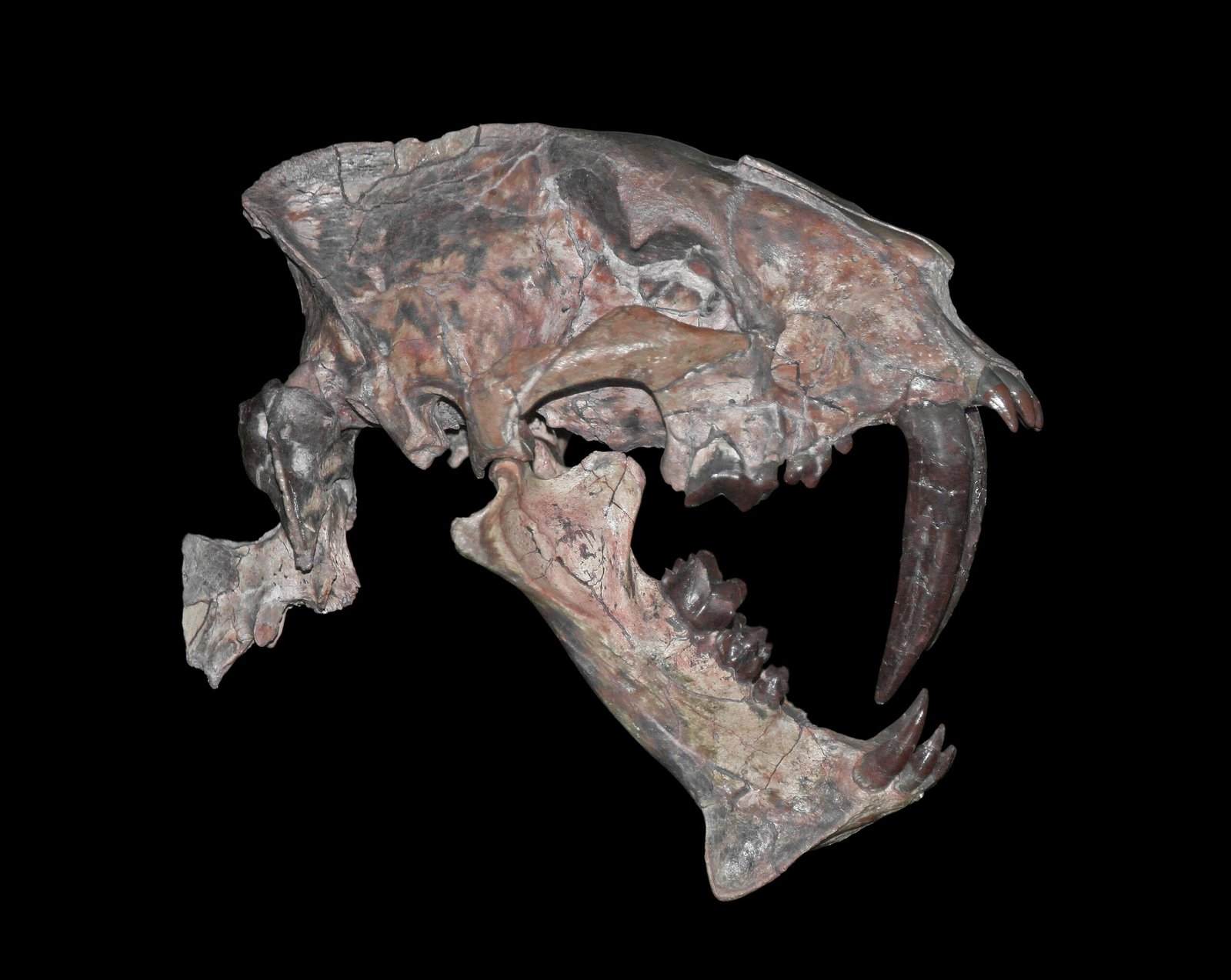 Sabertooth Mystique (image credits: wikimedia)