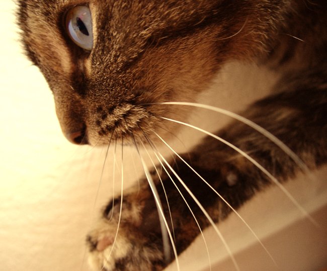 Whiskers and Wariness (image credits: wikimedia)