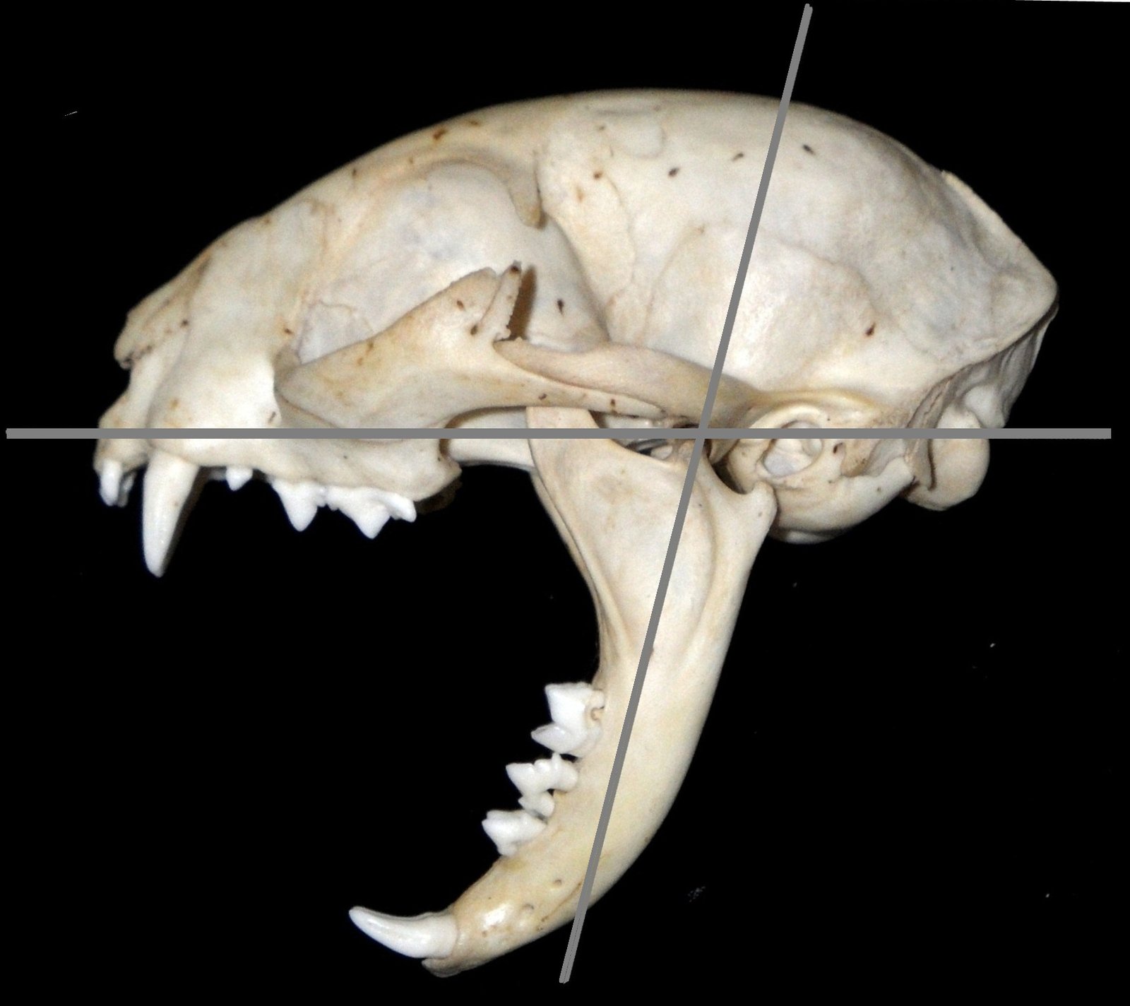 Diet Dictates Design (image credits: wikimedia)