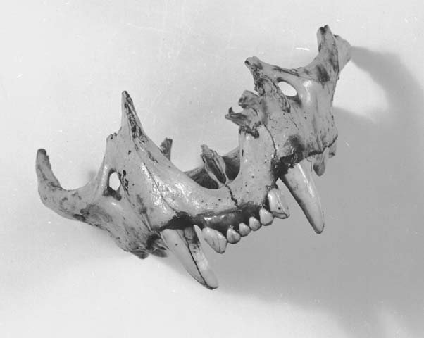 Fossils as Conservation Warnings (image credits: wikimedia)