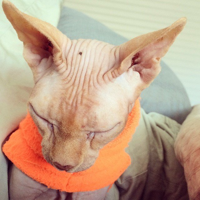 The Heartwarming Reality of Sphynx Ownership (image credits: flickr)