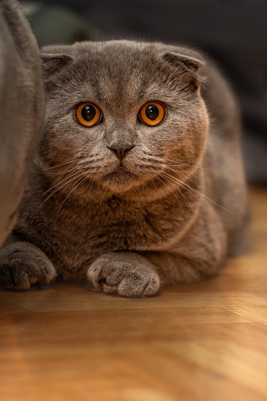 The Owl-Like Expression That Captures Hearts (image credits: pixabay)