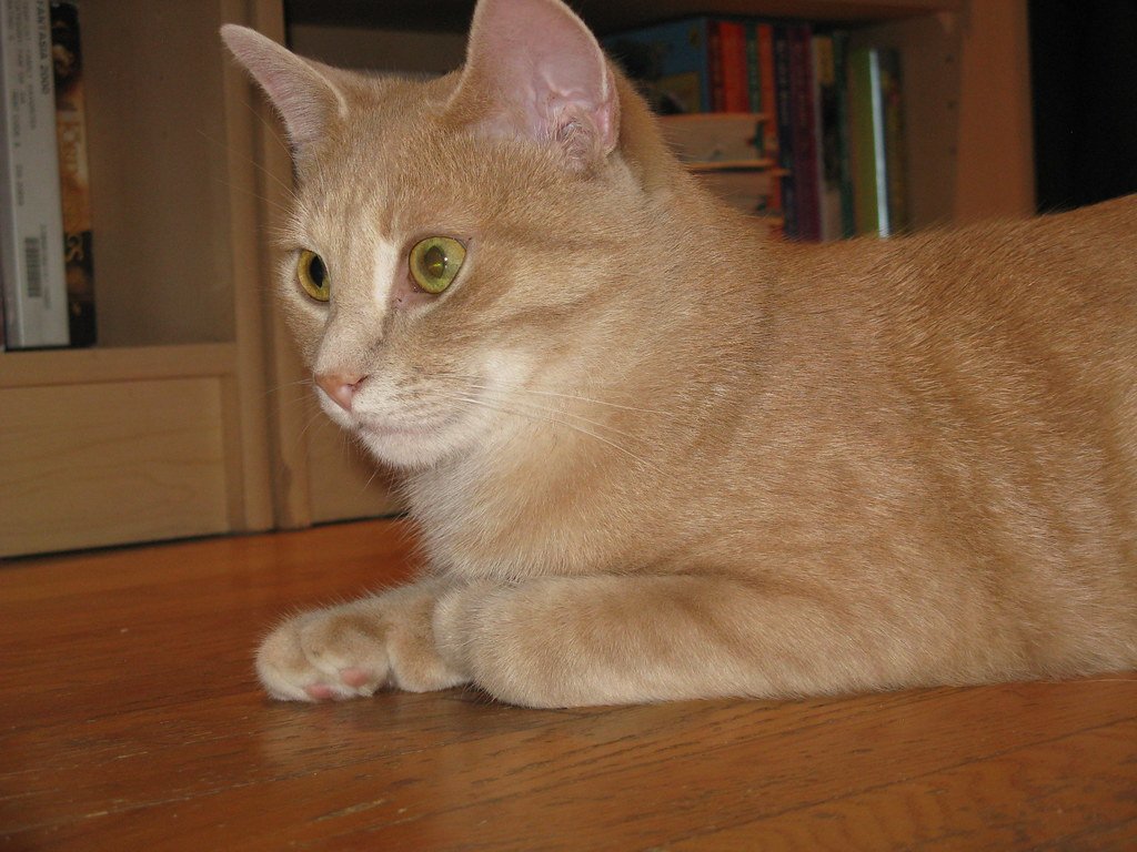 Living with a Scottish Fold (image credits: flickr)