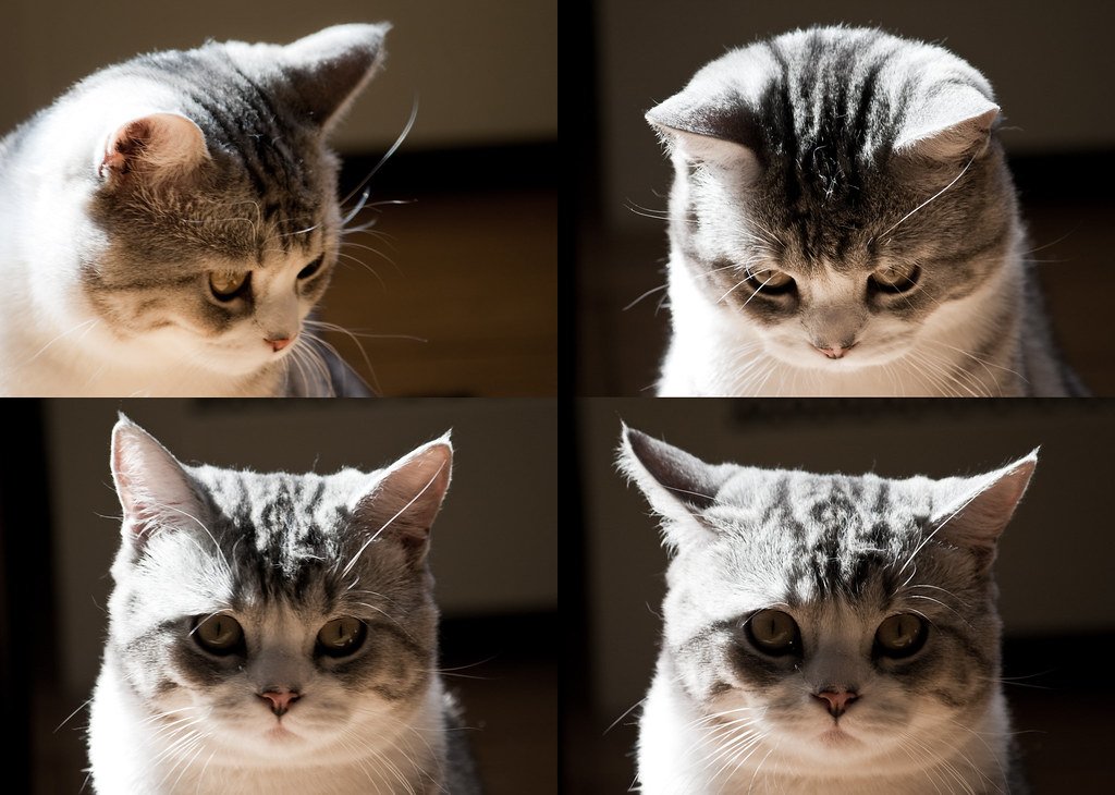 Beyond the Fold: What Makes Them Special (image credits: flickr)