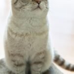Scottish Fold — How a Quirk of the Ear Became a Global Trend