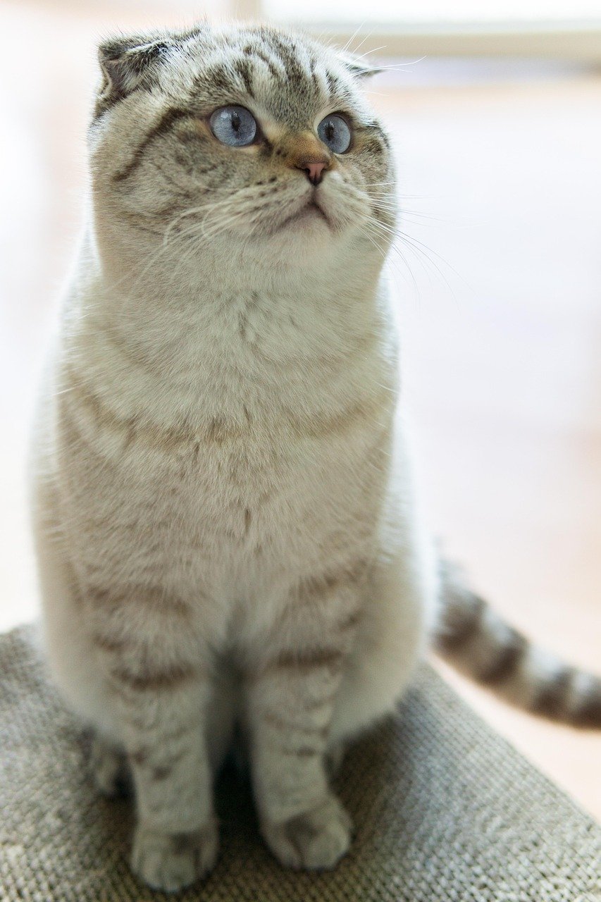 Scottish Fold — How a Quirk of the Ear Became a Global Trend