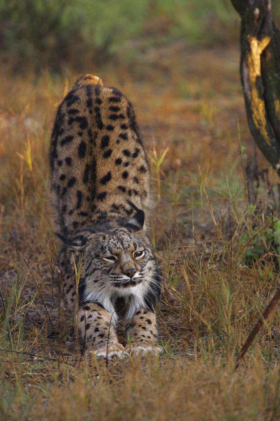 The Ghost Cat That Nearly Vanished (image credits: wikimedia)