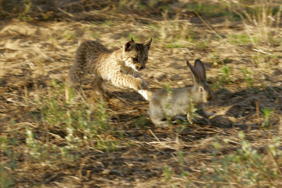 The Rabbit Connection That Almost Killed Them (image credits: wikimedia)