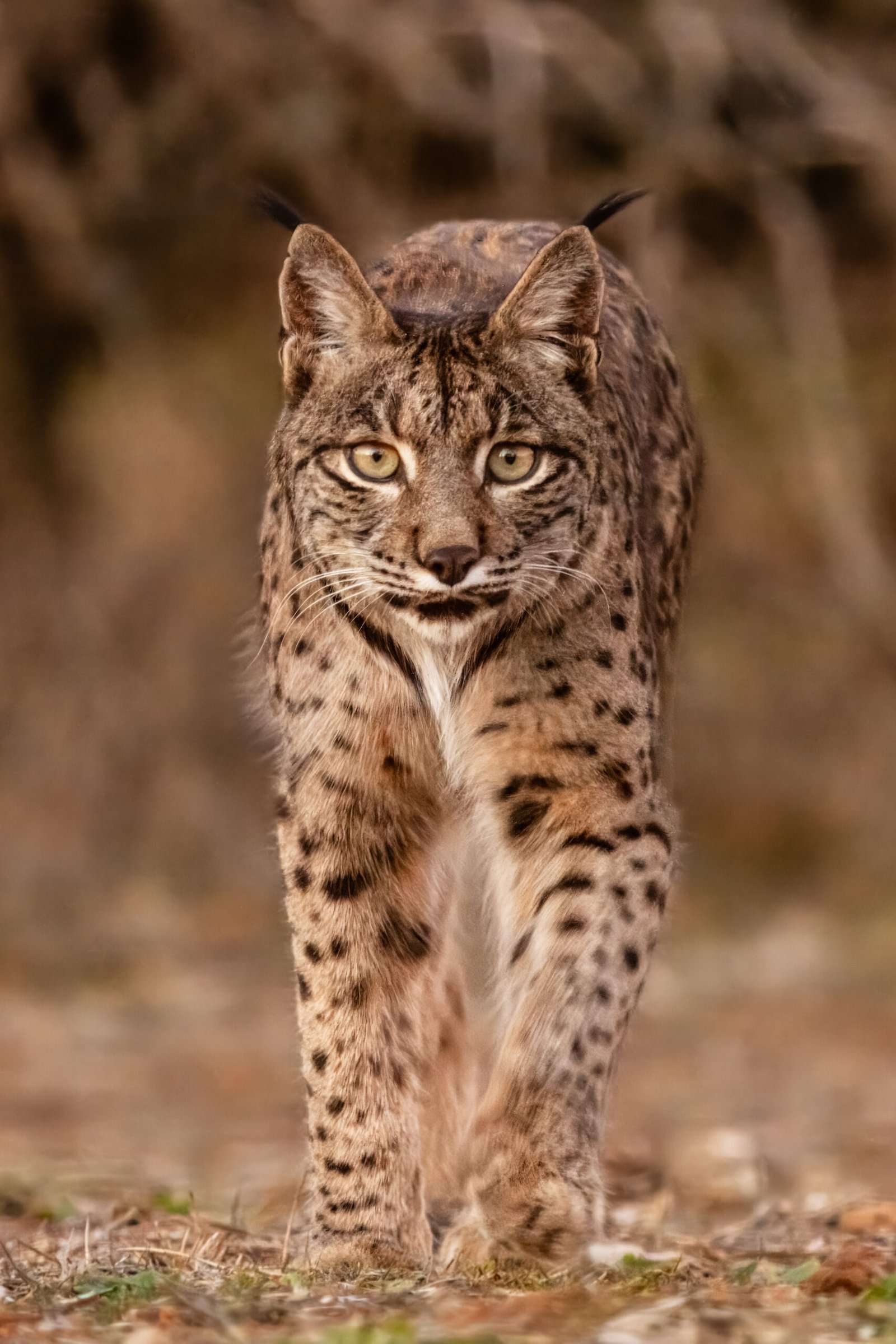 The Breeding Program That Changed Everything (image credits: wikimedia)