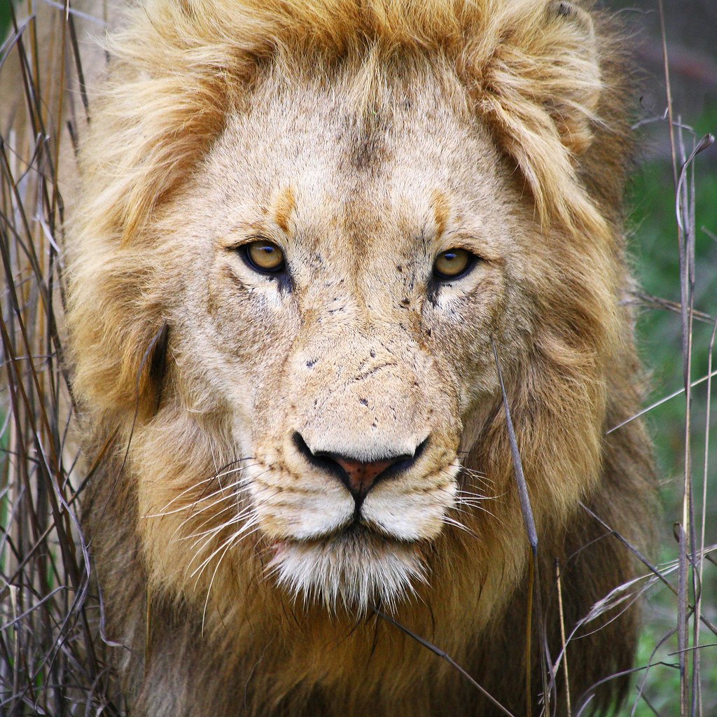 Lions Rule the African Night (image credits: flickr)