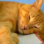 These 10 Fossils Reveal the Diversity of Ancient Feline Skulls