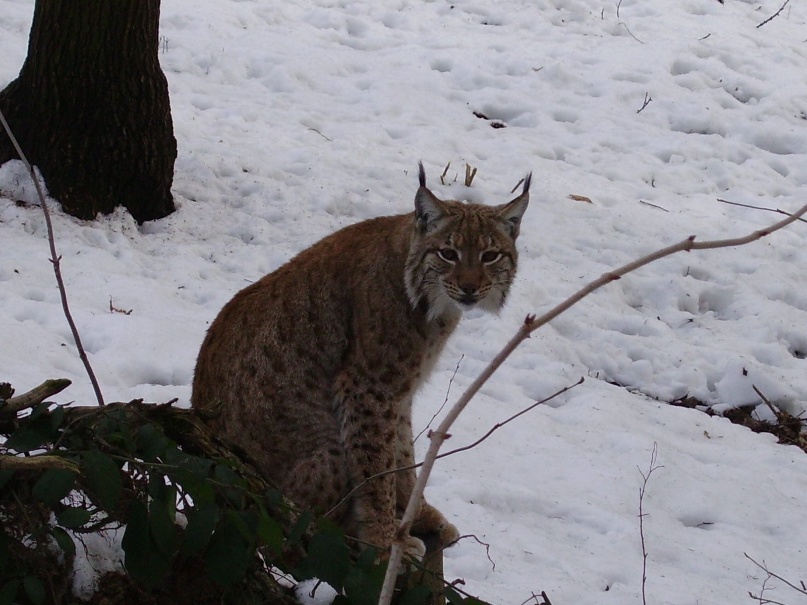 Polar Bears of the Cat World: Lynx Struggle with Warming Winters (image credits: wikimedia)