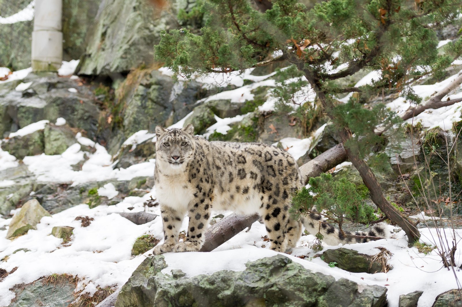 Snow Leopard Uses Stone to Sharpen Claws (image credits: wikimedia)