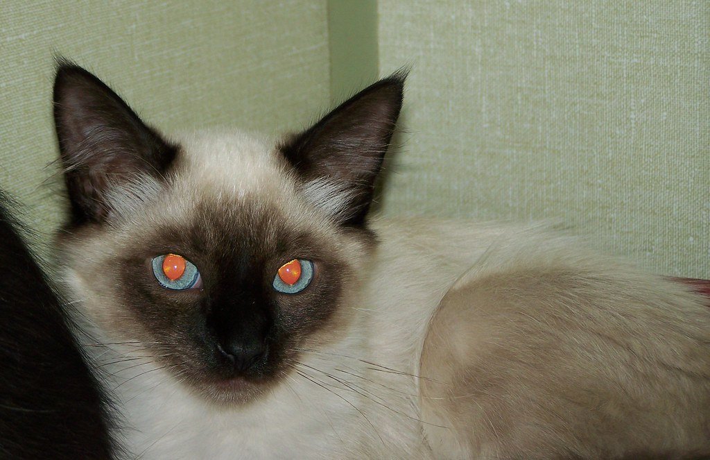 The Siamese Social Network (image credits: flickr)