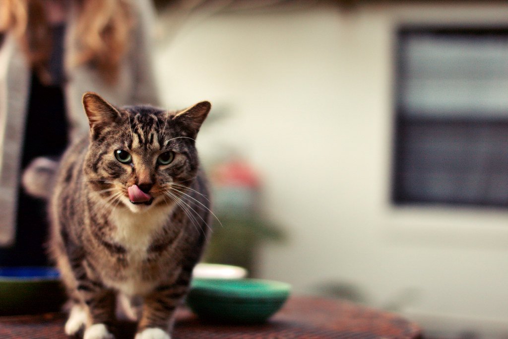 The Culinary Critics (image credits: flickr)