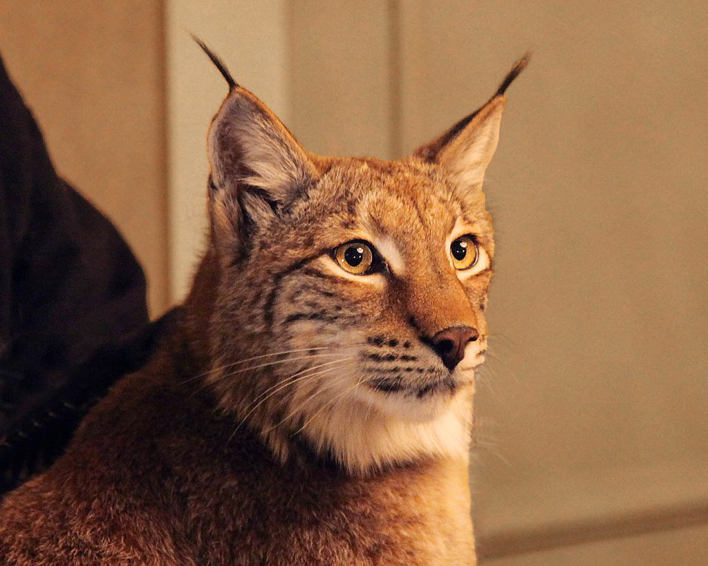The Genetic Rescue Mission (image credits: flickr)