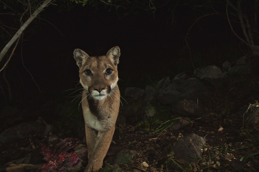 Pumas Master Mountain Darkness (image credits: rawpixel)