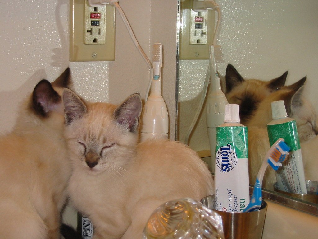 The Therapeutic Healers (image credits: flickr)