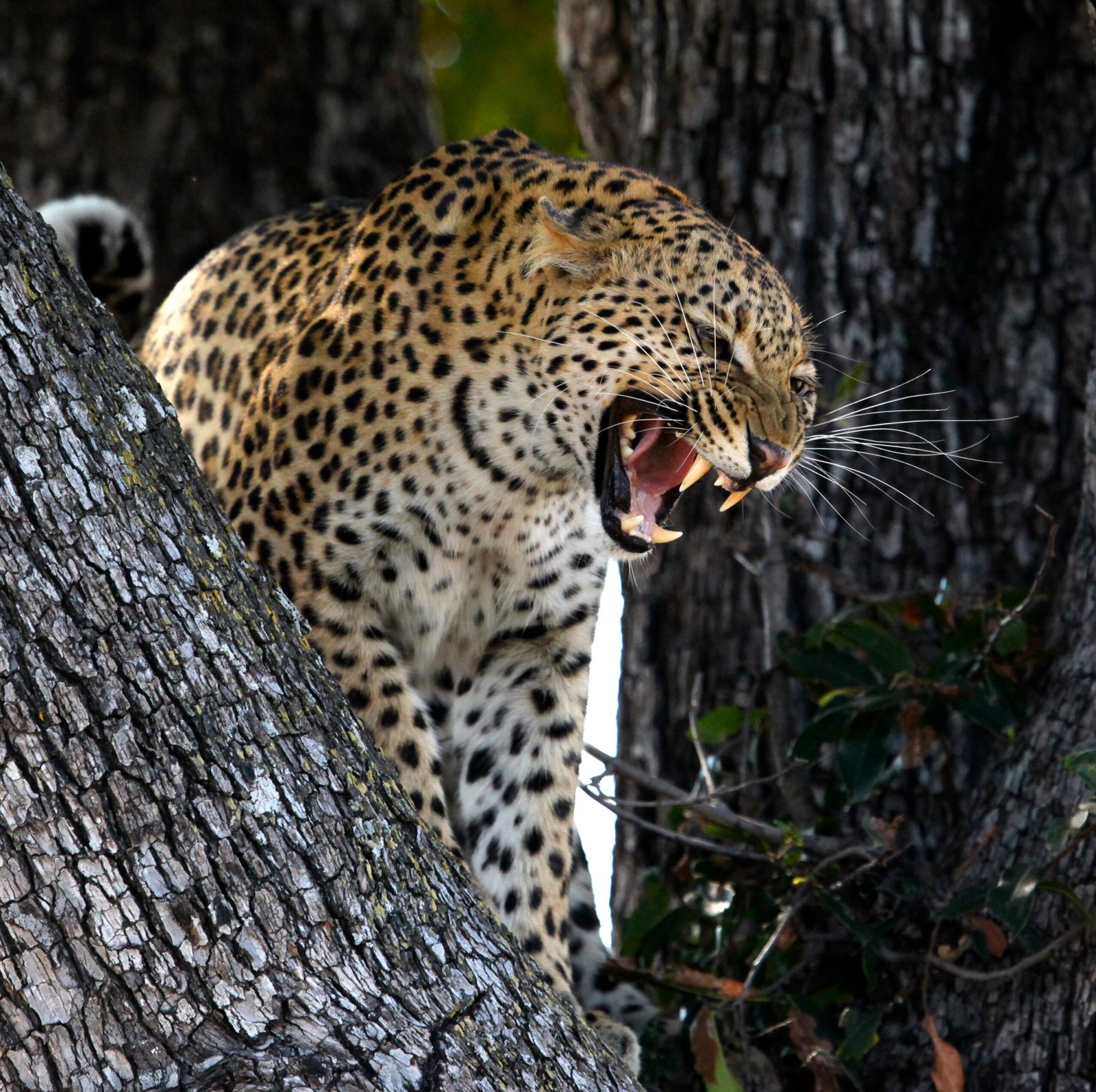 Leopards Lose Their Cool in Heating Habitats (image credits: wikimedia)