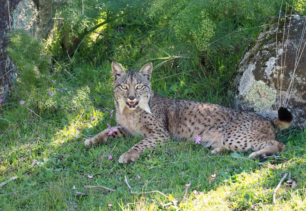 The Future of Europe's Wild Cats (image credits: flickr)