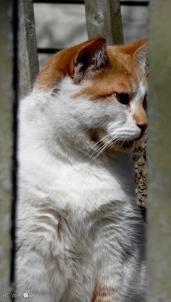 The Future of the Breed (image credits: flickr)