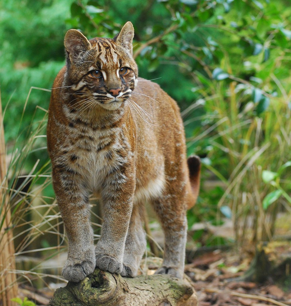 Siamese Secrets — Why These Vocal Cats Still Reign Supreme