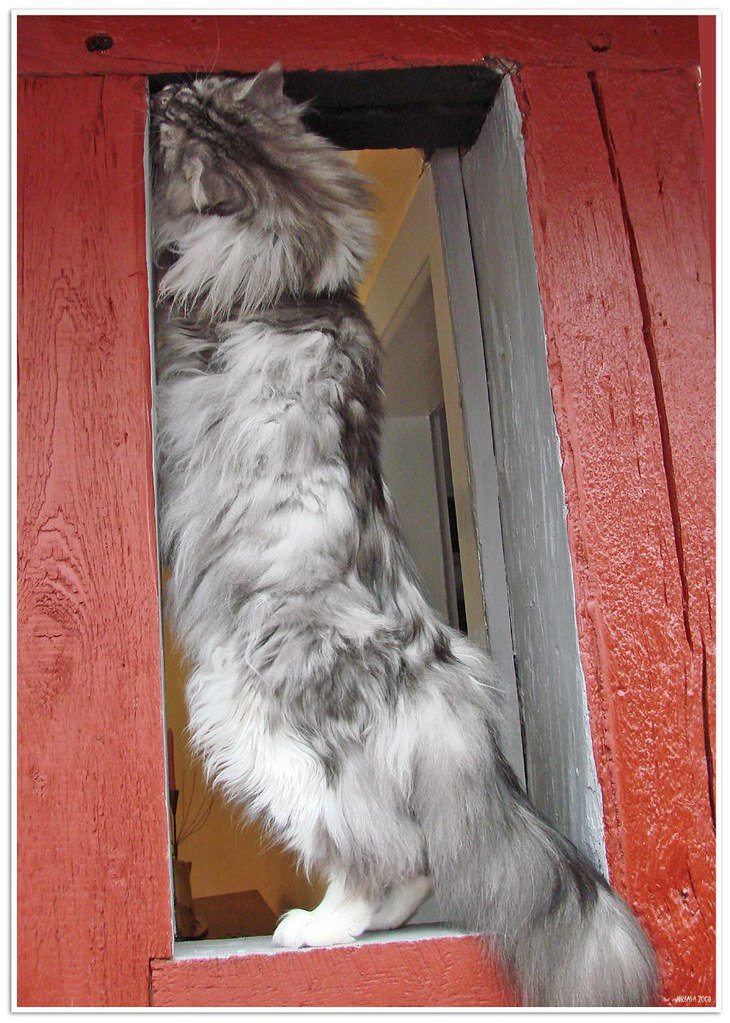 The Hunting Instincts of Giants (image credits: flickr)