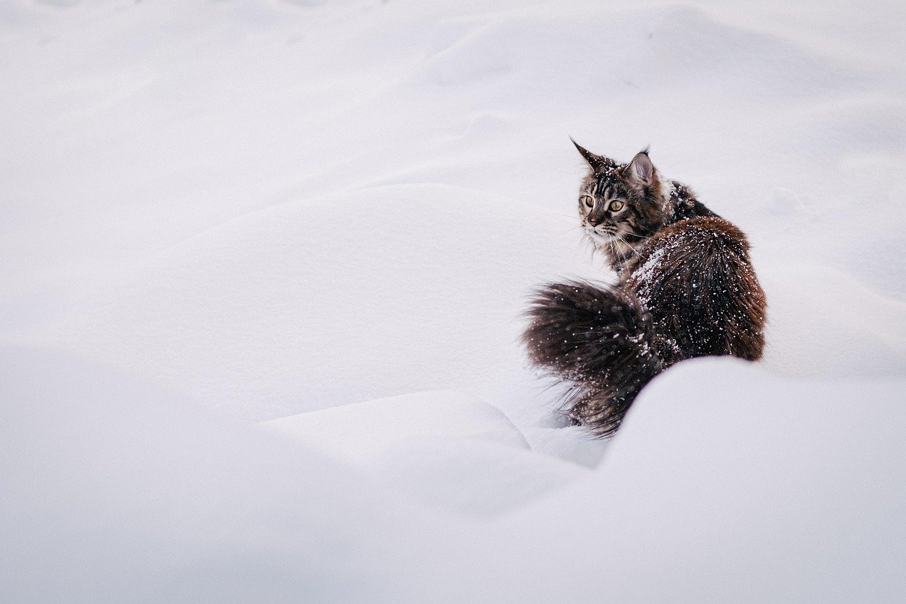 Social Butterflies in Cat Bodies (image credits: pixabay)
