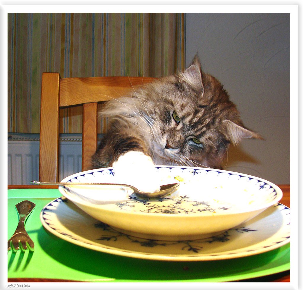 The Intelligence Factor (image credits: flickr)