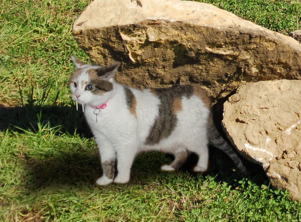 The Friesenhahn Cave Mass Grave (image credits: flickr)