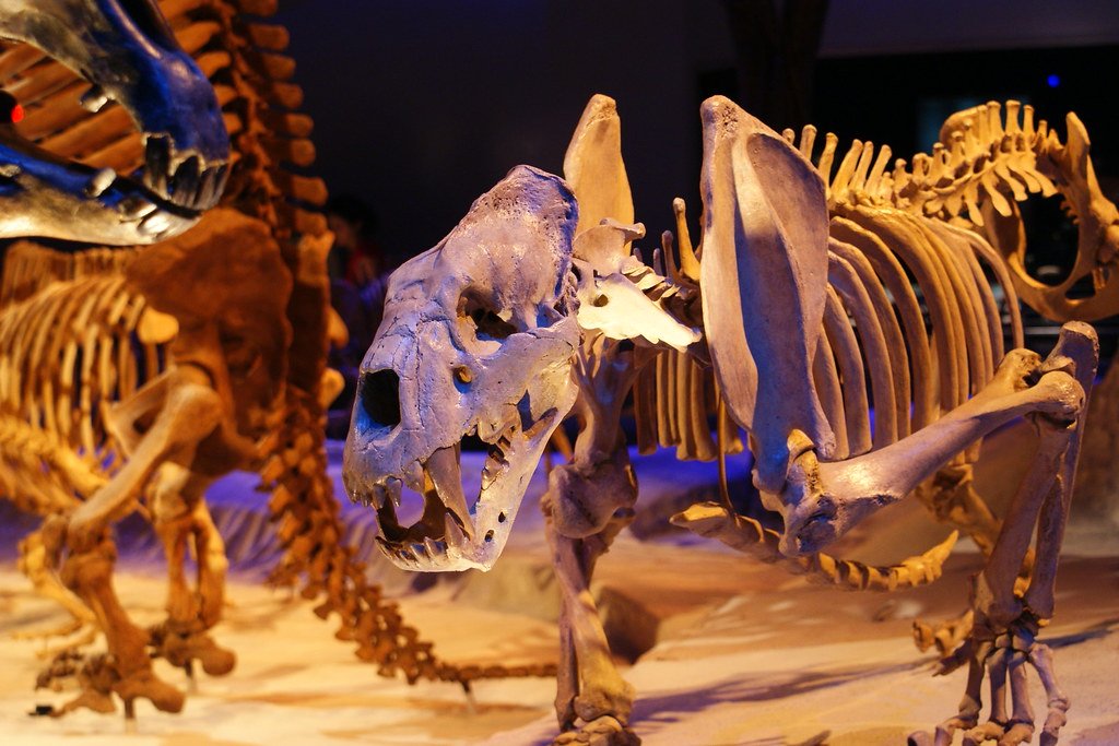 The Riverbed Giant: Xenosmilus hodsonae (image credits: flickr)