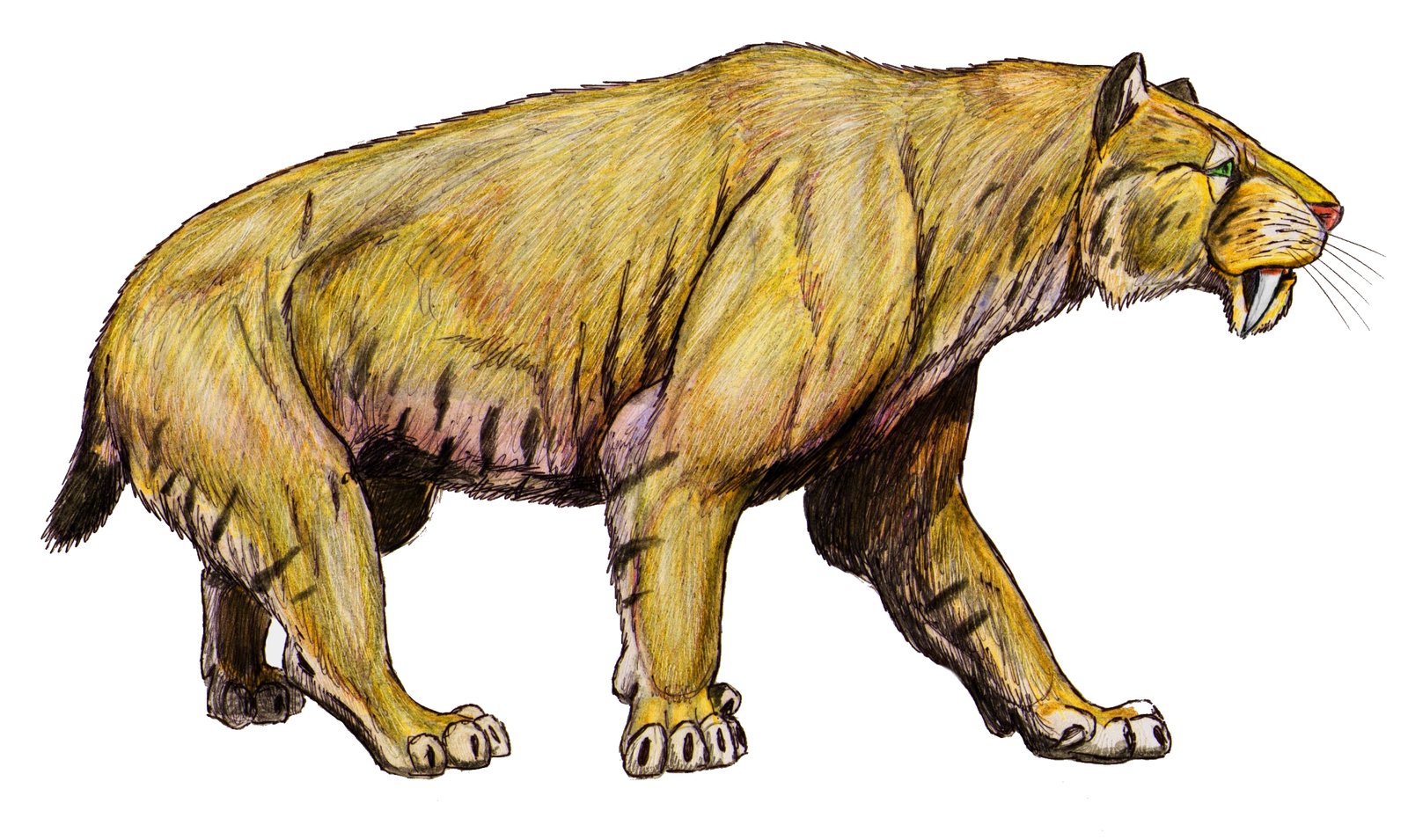 The Argentinian Plains Predator: Smilodon populator (image credits: wikimedia)
