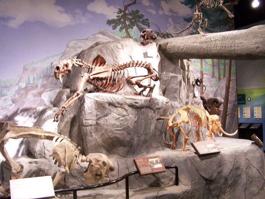 The Chinese Mountain Mystery: Megantereon cultridens (image credits: flickr)