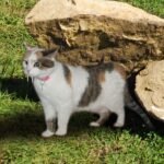 10 Saber-Tooths Found in Tar Pits, Caves, and Riverbeds