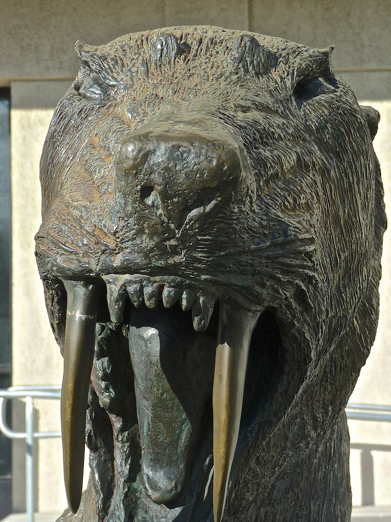 Saber-Toothed Tigers Ruled Ice Age America (image credits: flickr)