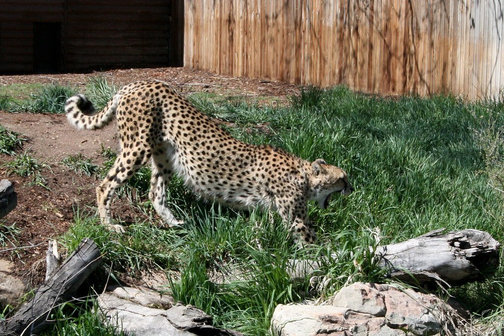 American Cheetahs Were Built for Speed on Ancient Plains (image credits: flickr)