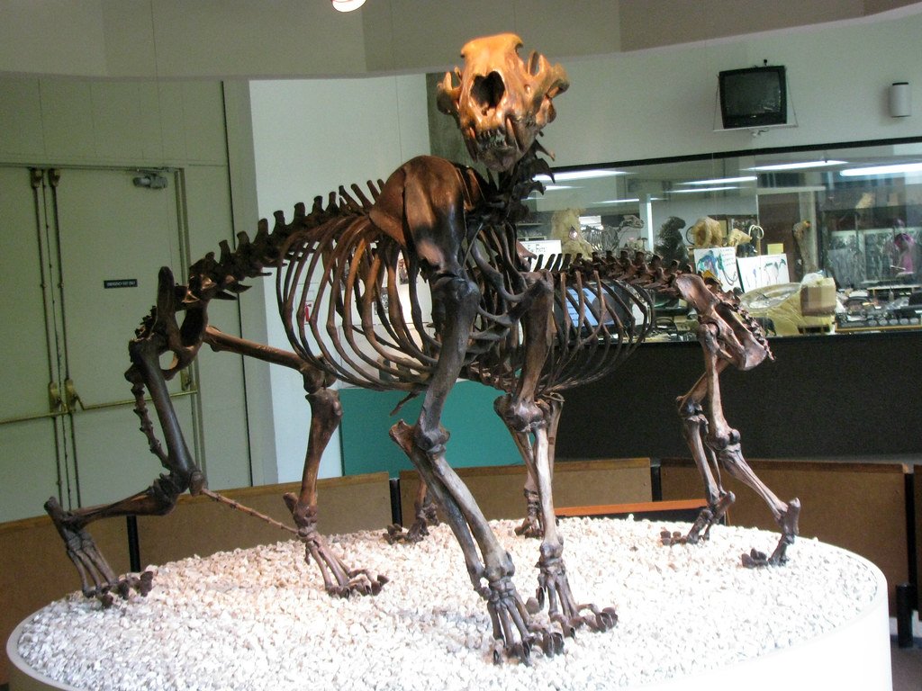Giant Jaguars Dominated South American Rainforests (image credits: flickr)