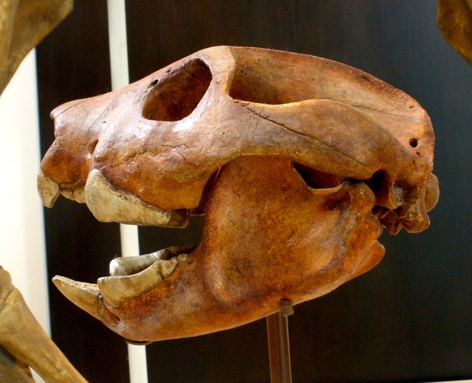 Marsupial Lion: Thylacoleo carnifex (image credits: wikimedia)