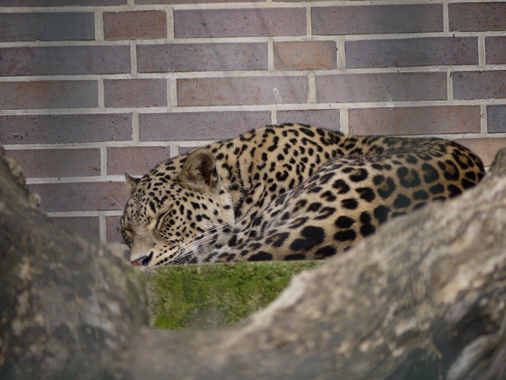 European Jaguars Brought Tropical Terror to Temperate Climates (image credits: flickr)