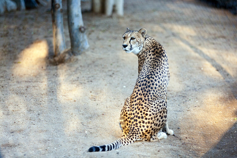 9 Prehistoric Felines That Coexisted With Early Wolves