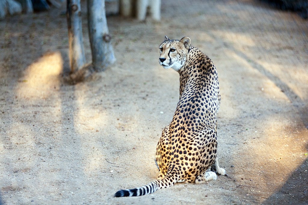 9 Prehistoric Felines That Coexisted With Early Wolves