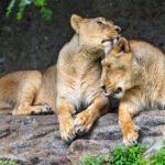 These 6 Ancient Cats Were Apex Predators in Their Era