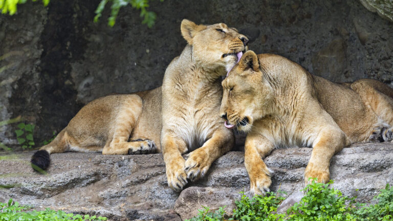 These 6 Ancient Cats Were Apex Predators in Their Era