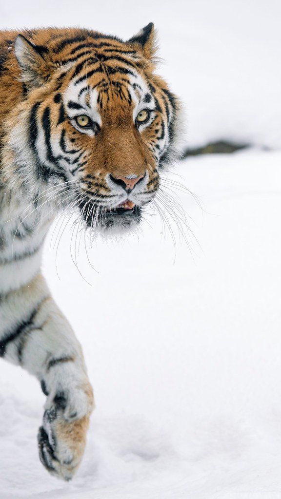 Eyes That Mirror Winter Skies (image credits: flickr)